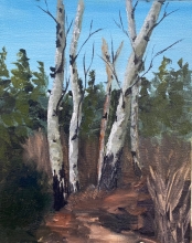 Aspens in the Spring